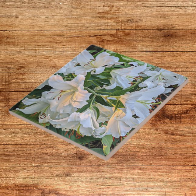 Azulejo Flor de Lily Oriental Blanca Blooms (In Situ)