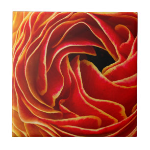 Azulejo Flor de macro  Campos de flores Carlsbad, CA