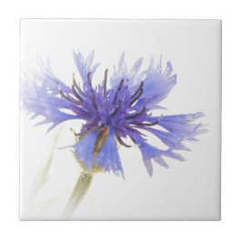 Azulejo Flor de maíz azul