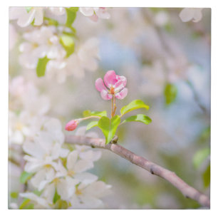 Azulejo Flor de manzana - Belleza