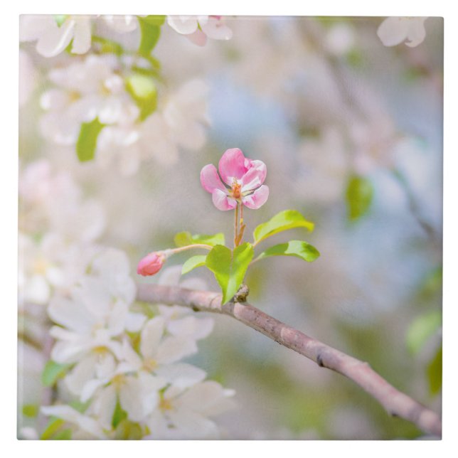 Azulejo Flor de manzana - Belleza (Frente)
