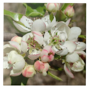 Azulejo Flor de manzanas
