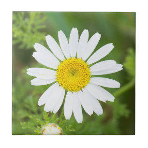 Azulejo Flor de margarita