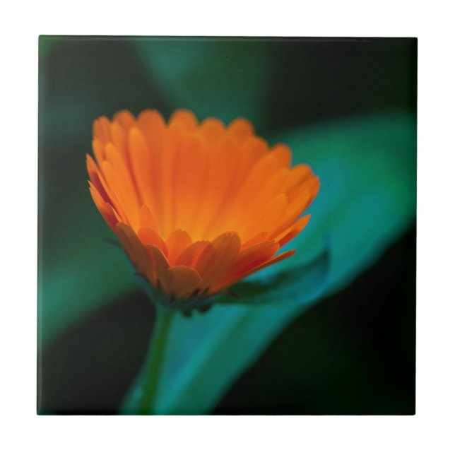 Azulejo Flor de margarita naranja (Frente)