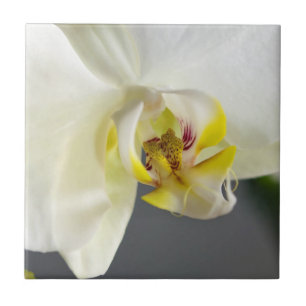Azulejo Flor de orquídea blanca