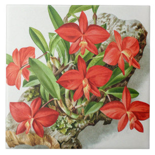 Azulejo Flor de orquídea rara Sophronitis escarlata vintag