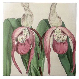 Azulejo Flor de orquídea rara vintage Cypripedium Schroder