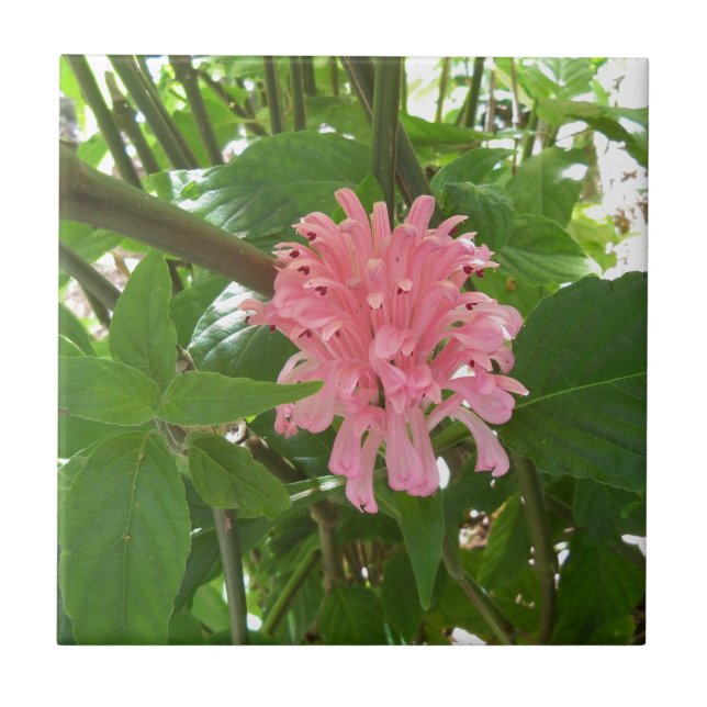 Azulejo flor de pluma brasileña (Frente)