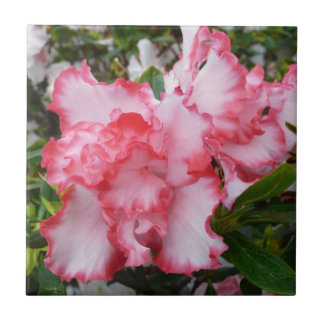 Azulejo Flor de primavera de Azaleas doble roja y blanca