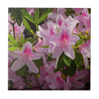 Azulejo Flor de primavera rosada de Azalea Bush