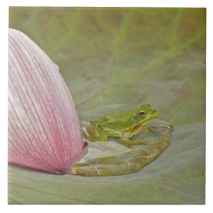 Azulejo Flor de rana y loto en pétalo, China,