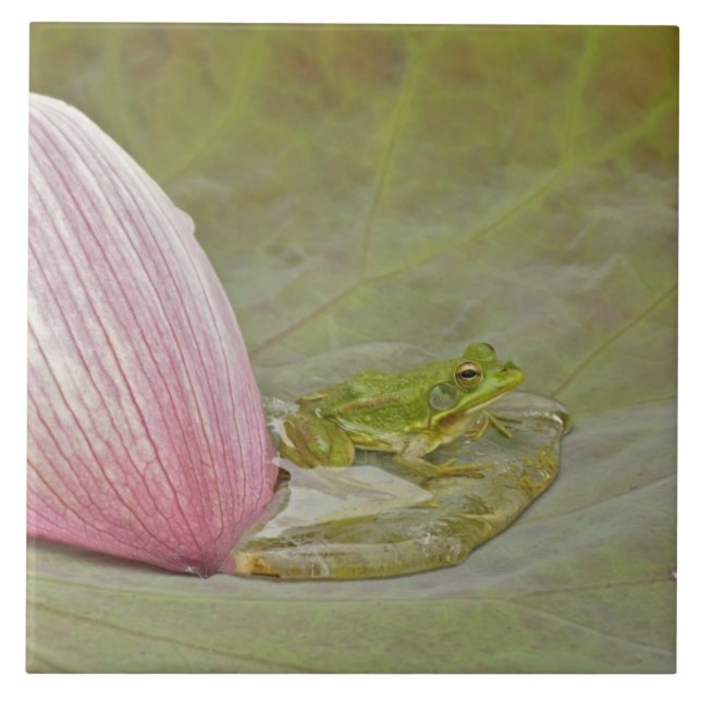 Azulejo Flor de rana y loto en pétalo, China, (Frente)