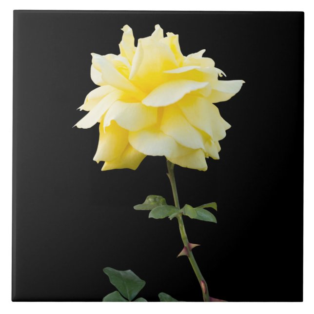 Azulejo Flor de rosa amarilla (Frente)
