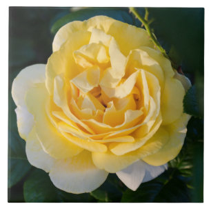 Azulejo Flor de rosa amarillo