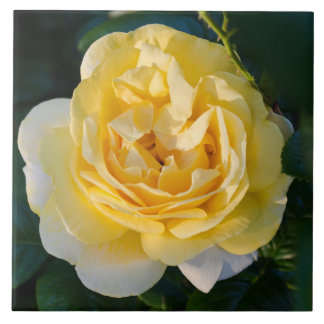 Azulejo Flor de rosa amarillo