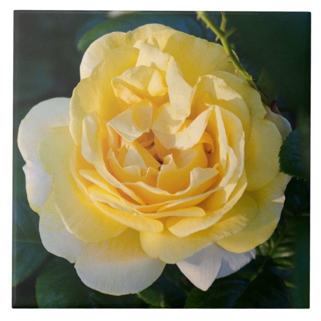 Azulejo Flor de rosa amarillo (Frente)