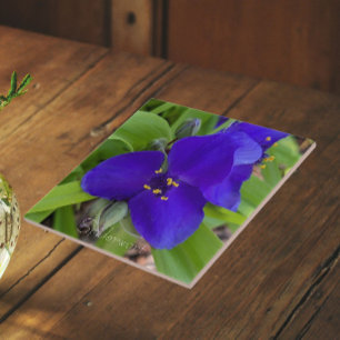 Azulejo Flor de Tradescantia Purpúrea Floral