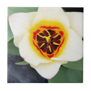 Azulejo Flor de tulipán