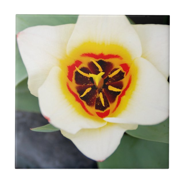 Azulejo Flor de tulipán (Frente)