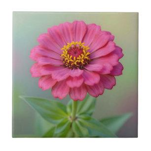 Azulejo Flor de Zinnia Rosa Vibrante Macro Botánica
