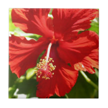 Flor hibiscus roja de Hawái