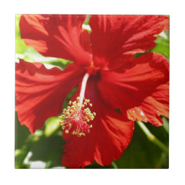 Azulejo Flor hibiscus roja de Hawái