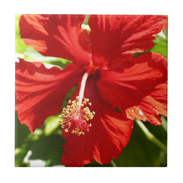 Azulejo Flor hibiscus roja de Hawái (Frente)