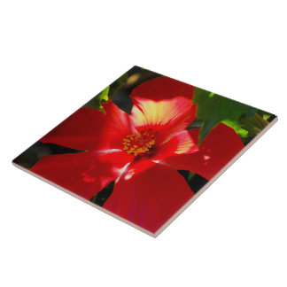 Azulejo Flor roja hibiscus en el sol
