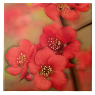 Azulejo Flor rojo del membrillo
