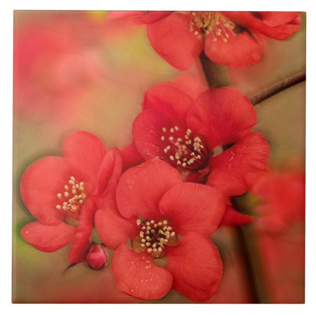 Azulejo Flor rojo del membrillo (Frente)