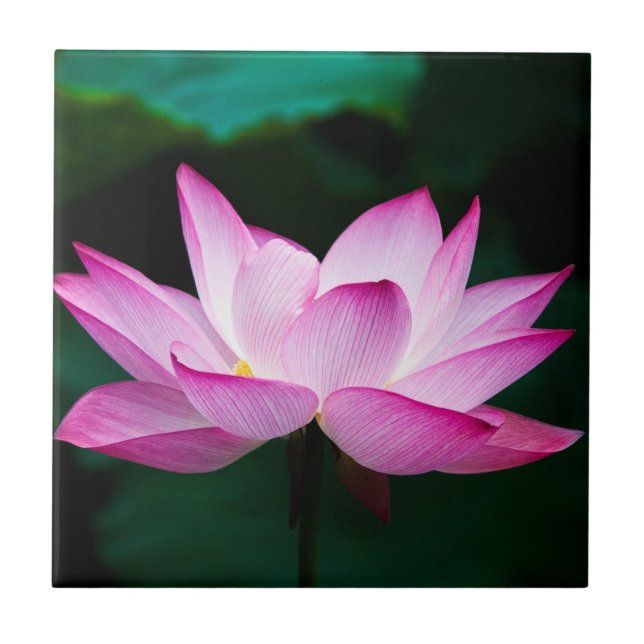 Azulejo Flor rosa Lotus (Frente)