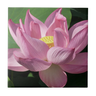 Azulejo Flor rosa Lotus IV