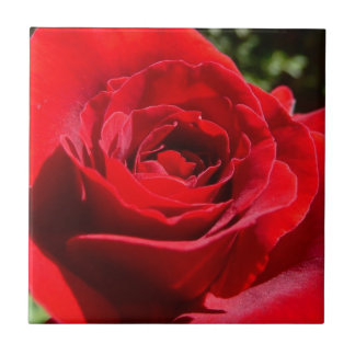 Azulejo Flor rosa roja brillante hermosa flor