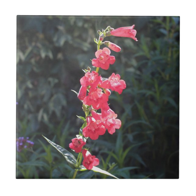 Azulejo Flor rosada Sunlit del Penstemon (Frente)