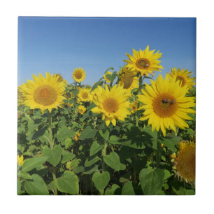 Azulejo flor, sol, planta, naturaleza, verano, floral,