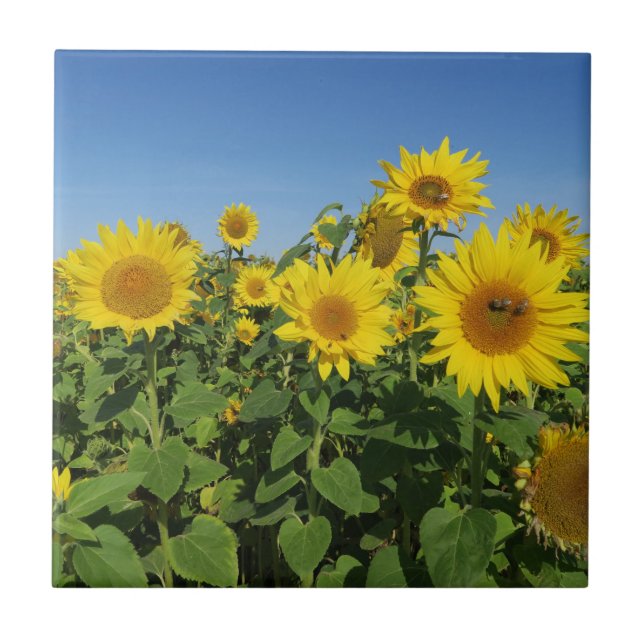 Azulejo flor, sol, planta, naturaleza, verano, floral, (Frente)