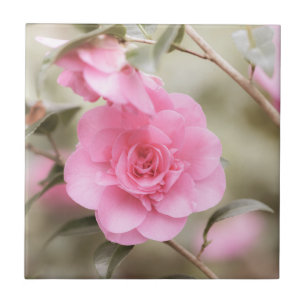 Azulejo Flor suave de camellia rosa