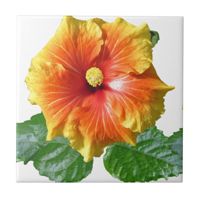 Azulejo Flor Tropical Hibiscus (Frente)