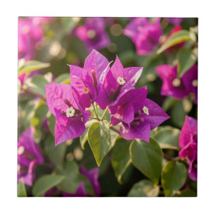Azulejo Flor vibrante de buganvilla magenta púrpura