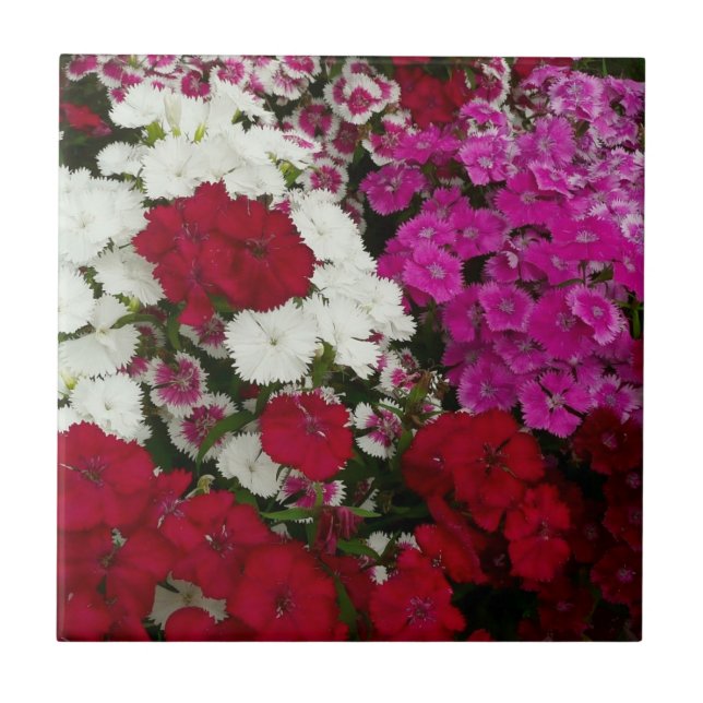 Azulejo Floral blanca, rosa y roja de Dianthus (Frente)
