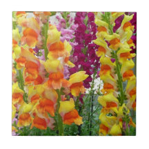 Floral colorida de Snapdragons
