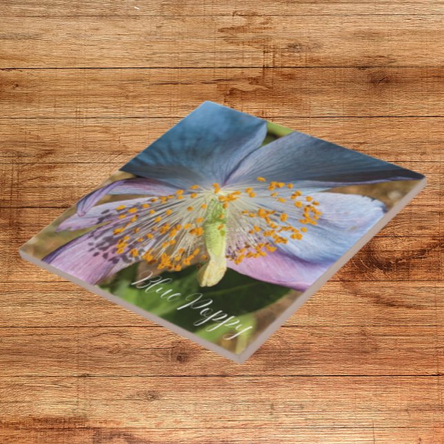 Azulejo Floral de amapola azul (In Situ)