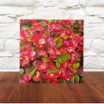 Azulejo Floral de cera roja Begonias<br><div class="desc">Baldosa cerámica que muestra una imagen fotográfica de Begonias de Cera rojiza. ¡Un bonito diseño floral! Seleccione su tamaño de mosaico. ¡Hace un gran trivet de cocina!</div>