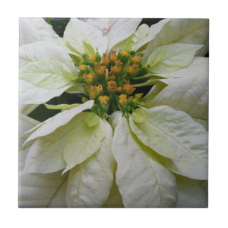 Azulejo Floral de feriado de Navidades elegantes de Poinse
