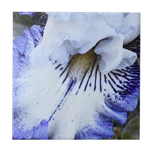 Azulejo Floral de iris con barba azul y blanca (Frente)