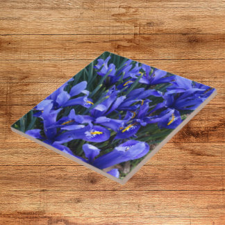 Azulejo Floral de irisis reticuladas púrpura