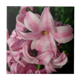 Azulejo Floral de primavera de Hyacint rosado
