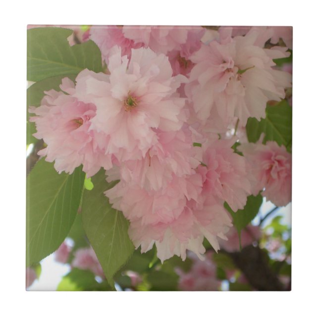 Azulejo Floral de primavera del árbol de cerezo II con dob (Frente)