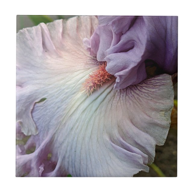 Azulejo Floral Iris púrpura pálida (Frente)