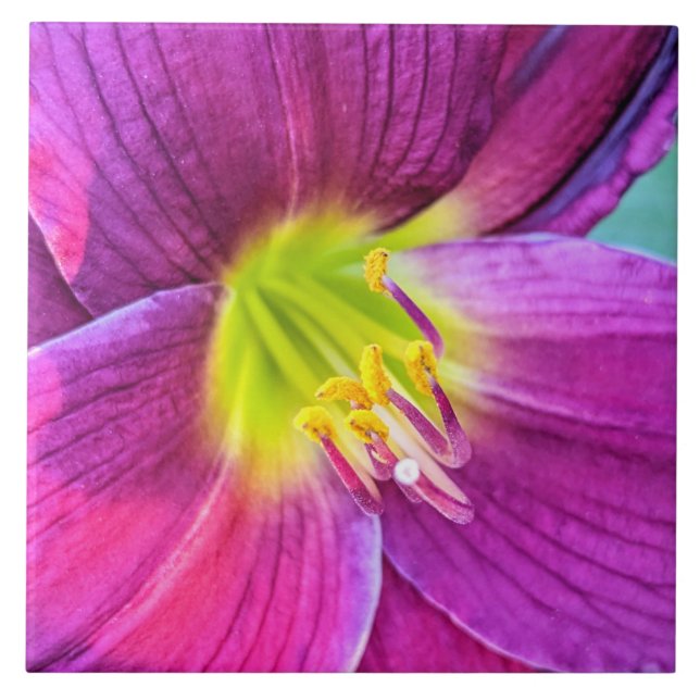 Azulejo Floral Pink Daylily Bloom (Frente)